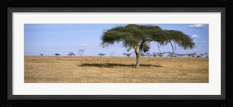 Framed Acacia trees with weaver bird nests, Antelope and Zebras, Serengeti National Park, Tanzania Print