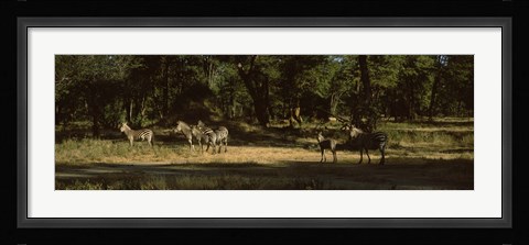 Framed Herd of zebras in a forest, Hwange National Park, Matabeleland North, Zimbabwe Print