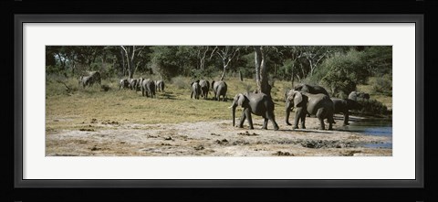 Framed African elephants (Loxodonta africana) in a forest, Hwange National Park, Matabeleland North, Zimbabwe Print