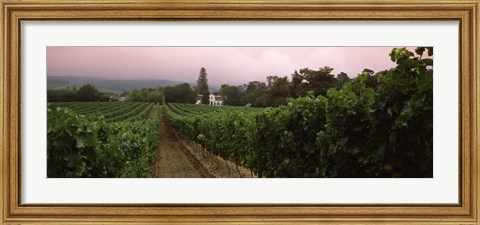 Framed Vineyard with a Cape Dutch style house, Vergelegen, Capetown near Somerset West, Western Cape Province, South Africa Print