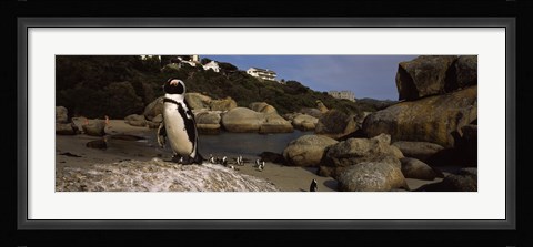 Framed Colony of Jackass penguins on the beach, Boulder Beach, Cape Town, Western Cape Province, Republic of South Africa Print