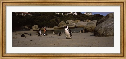 Framed Colony of Jackass penguins with tourists, Boulder Beach, False Bay, Cape Town, Western Cape Province, Republic of South Africa Print