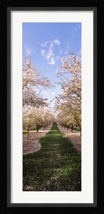 Framed Almond trees in an orchard, Central Valley, California, USA Print