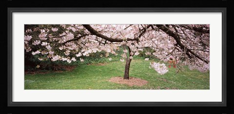 Framed Cherry Blossom tree in a park, Golden Gate Park, San Francisco, California, USA Print