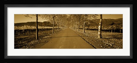 Framed Trees along a road, Beaulieu Vineyard, Rutherford, Napa Valley, Napa, Napa County, California, USA Print