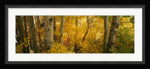 Framed Aspen trees in a forest, Californian Sierra Nevada, California, USA Print
