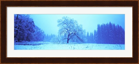 Framed Trees in a snow covered landscape, Yosemite Valley, Yosemite National Park, Mariposa County, California, USA Print
