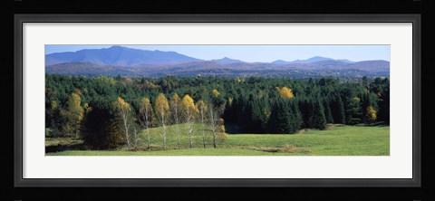 Framed Trees in a forest, Stowe, Lamoille County, Vermont, USA Print