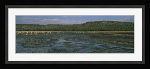 Framed Flock of flamingos in a lake, Lake Nakuru, Great Rift Valley, Lake Nakuru National Park, Kenya Print