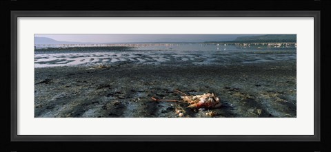 Framed Dead flamingo at the lakeside, Lake Nakuru, Great Rift Valley, Lake Nakuru National Park, Kenya Print