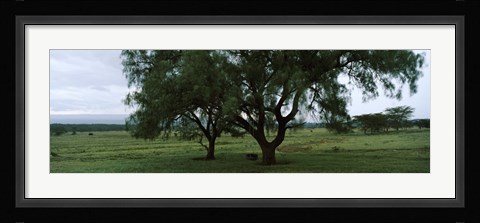 Framed Trees on a landscape, Lake Nakuru National Park, Great Rift Valley, Kenya Print