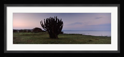 Framed Silhouette of a cactus at the lakeside, Lake Victoria, Great Rift Valley, Kenya Print