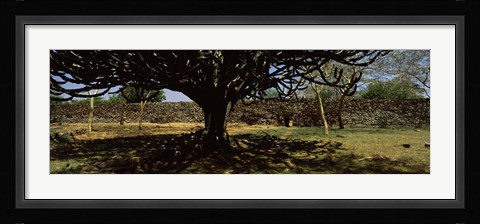 Framed Trees in a field with a stone wall in the background, Thimlich Ohinga, Lake Victoria, Great Rift Valley, Kenya Print