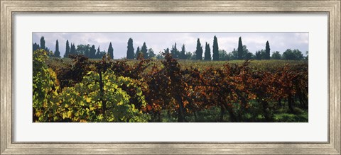 Framed Vineyards with trees in the background, Apennines, Emilia-Romagna, Italy Print