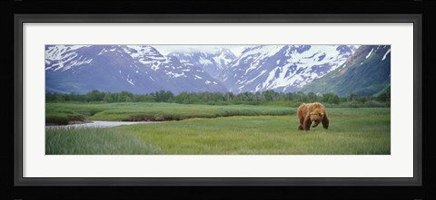 Framed Grizzly bear grazing in a field, Kukak Bay, Katmai National Park, Alaska Print