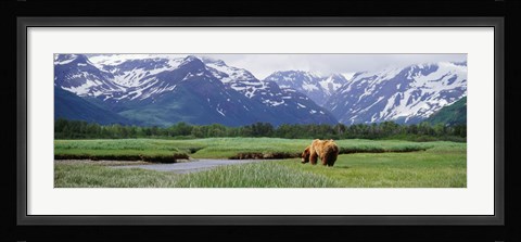 Framed Kukak Bay, Katmai National Park, Alaska Print