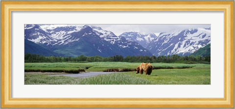 Framed Kukak Bay, Katmai National Park, Alaska Print