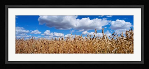 Framed Wheat crop growing in a field, near Edmonton, Alberta, Canada Print