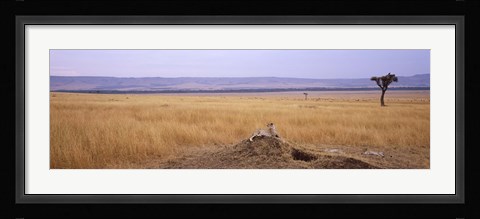 Framed Cheetah (Acinonyx jubatus) sitting on a mound looking back, Masai Mara National Reserve, Kenya Print