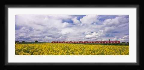 Framed Commuter train passing through oilseed rape (Brassica napus) fields, Baden-Wurttemberg, Germany Print