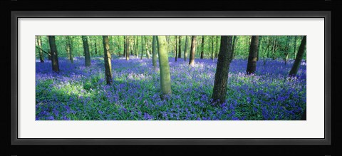 Framed Bluebells in a forest, Charfield, Gloucestershire, England Print