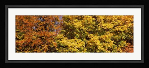 Framed Autumnal trees in a park, Ludwigsburg Park, Ludwigsburg, Baden-Wurttemberg, Germany Print