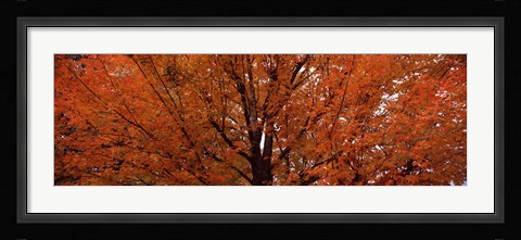 Framed Maple tree in autumn, Vermont, USA Print