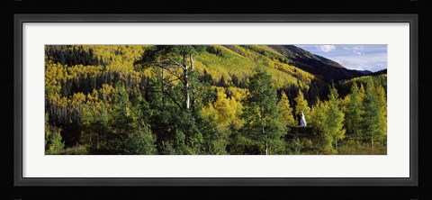 Framed Newlywed couple in a forest, Aspen, Pitkin County, Colorado, USA Print