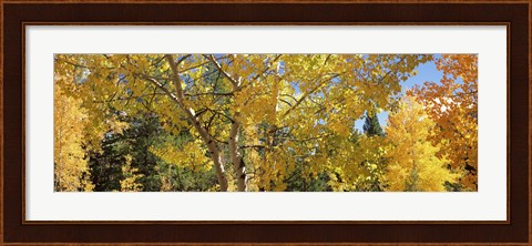 Framed Aspen trees with foliage in autumn, Colorado, USA Print