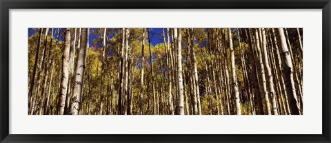 Framed Aspen tree trunks in autumn, Colorado, USA Print