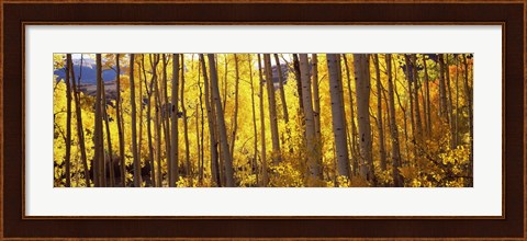 Framed Aspen tree trunks and foliage in autumn, Colorado, USA Print