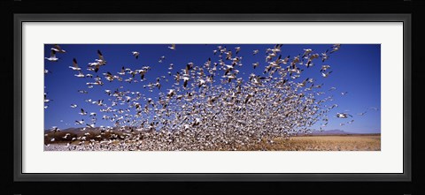 Framed Snow Geest, Bosque del Apache National Wildlife Reserve, New Mexico, USA Print