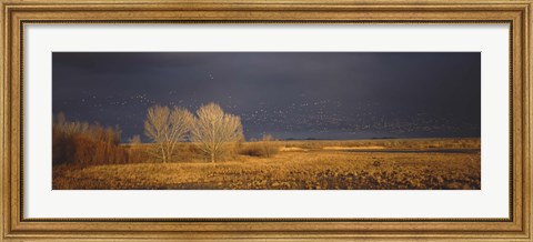 Framed Flock of Snow, Bosque del Apache National Wildlife Reserve, Socorro County, New Mexico Print
