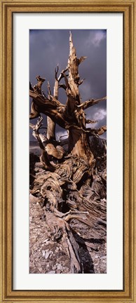 Framed Bristlecone pine tree (Pinus longaeva) under cloudy sky, Inyo County, California, USA Print