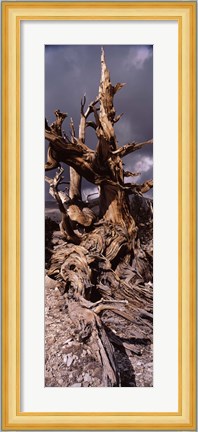Framed Bristlecone pine tree (Pinus longaeva) under cloudy sky, Inyo County, California, USA Print
