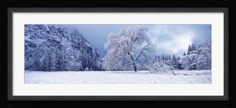 Framed Snow covered oak tree in a valley, Yosemite National Park, California, USA Print