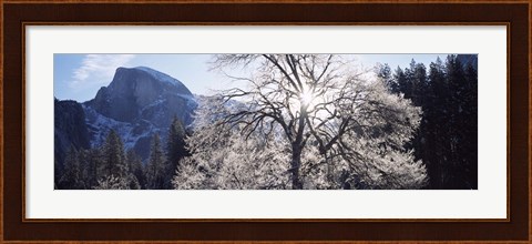 Framed Low angle view of a snow covered oak tree, Yosemite National Park, California, USA Print