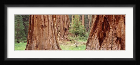 Framed Sapling among full grown Sequoias, Sequoia National Park, California, USA Print