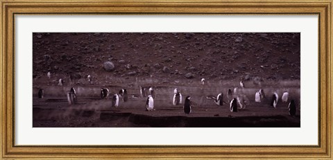 Framed Penguins make their way to the colony, Baily Head, Deception Island, South Shetland Islands, Antarctica Print