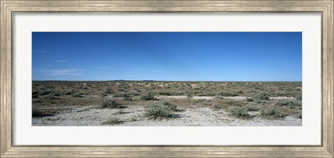 Framed Herd of springboks (Antidorcas marsupialis) grazing in a landscape, Etosha National Park, Kunene Region, Namibia Print