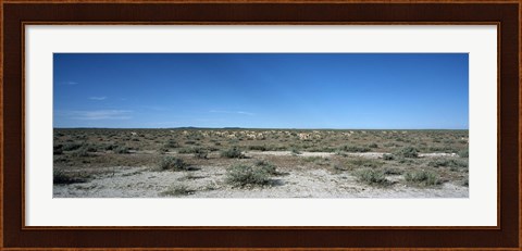 Framed Herd of springboks (Antidorcas marsupialis) grazing in a landscape, Etosha National Park, Kunene Region, Namibia Print
