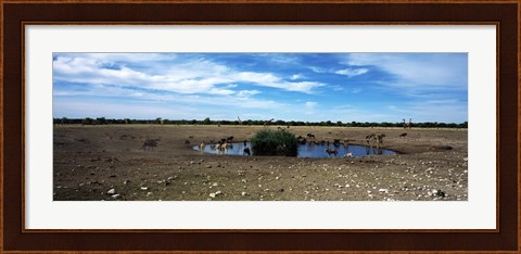 Framed Wild animals at a waterhole, Etosha National Park, Kunene Region, Namibia Print