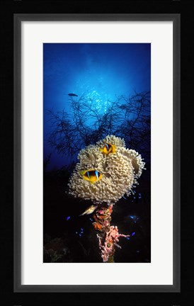 Framed Sea anemone and Allard's anemonefish (Amphiprion allardi) in the ocean Print