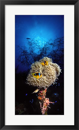Framed Sea anemone and Allard's anemonefish (Amphiprion allardi) in the ocean Print