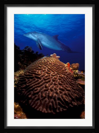 Framed Bottle-Nosed dolphin (Tursiops truncatus) and coral in the sea Print