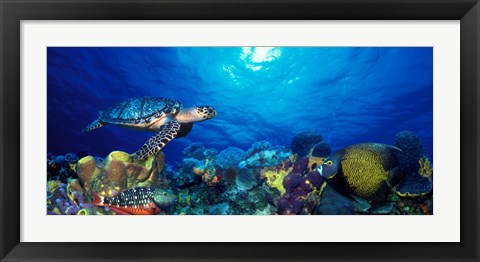 Framed Hawksbill turtle (Eretmochelys Imbricata) and French angelfish (Pomacanthus paru) with Stoplight Parrotfish (Sparisoma viride) Print