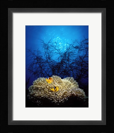 Framed Mat anemone and Allard's anemonefish (Amphiprion allardi) in the ocean Print