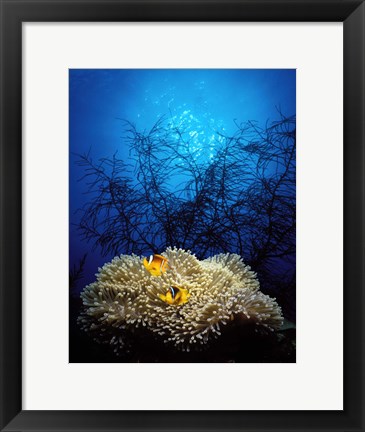 Framed Mat anemone and Allard's anemonefish (Amphiprion allardi) in the ocean Print