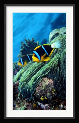 Framed Allard's anemonefish (Amphiprion allardi) in the ocean Print