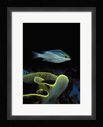 Framed Two-Lined monocle bream (Scolopsis bilineata) and coral in the ocean Print